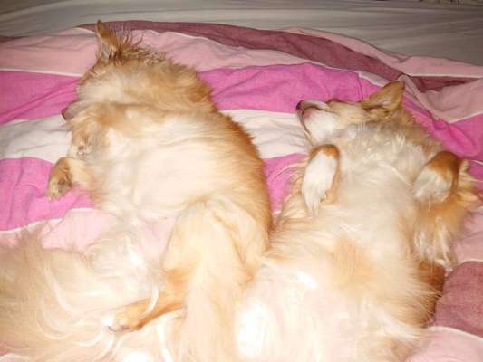 Darf der Hund bei Euch im Bett schlafen?-Beitrag-Bild