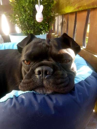 Französische Bulldoggen-Beitrag-Bild