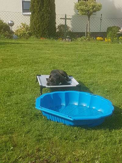 Dogorama-Monats-Challenge-Mai "Wasser"-Beitrag-Bild