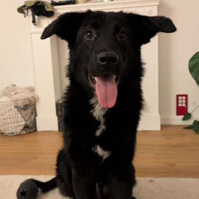 Hundetreffen-Spazierfreunde für Sozialierung gesucht-Bild