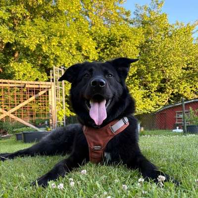Hundetreffen-Spazier-/Spielkontakte für Bär zum Trainieren-Bild