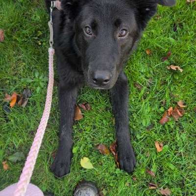 Hundetreffen-Souveräne Hunde für Training gesucht-Bild