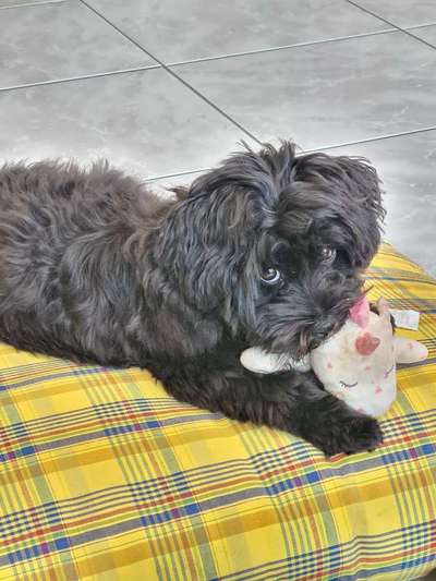 bolonka zwetna 😁-Beitrag-Bild