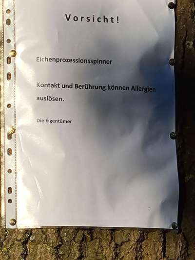 Eichenprozessionsspinner-Beitrag-Bild