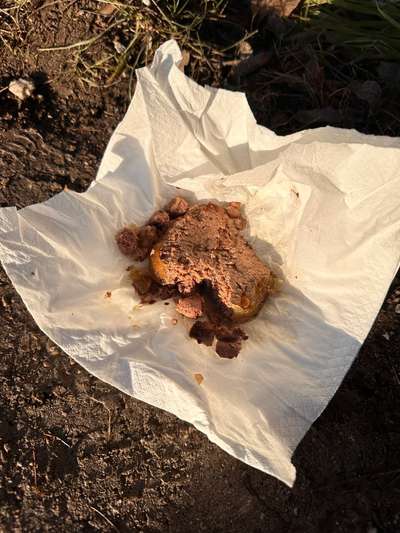 Giftköder-Eventuell Giftköder-Bild