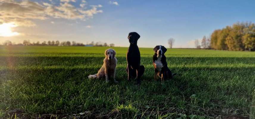 Hundetreffen-Gassitreff für große Hunde ☆-Bild