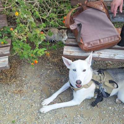 Entlaufene, Gefundene und Vermisste Hunde-Beitrag-Bild