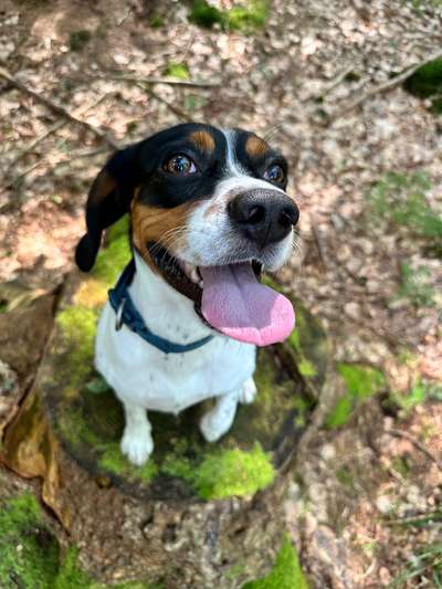 Hundetreffen-Spaziergänge und Spielen-Bild