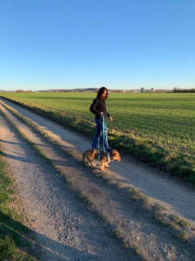 Hundetreffen-Walking together-Bild