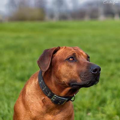 Rhodesian Ridgeback-Beitrag-Bild