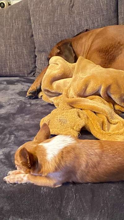 Rhodesian Ridgeback-Beitrag-Bild