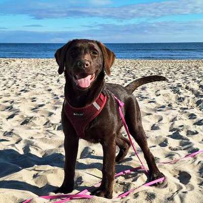 Hundetreffen-Spielerunde-Bild