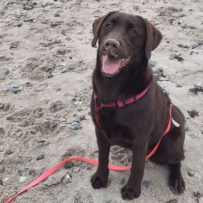 Hundetreffen-Spielerunde-Bild