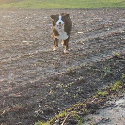 Hundetreffen-Spielfreunde gesucht-Bild