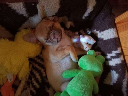 Welpen Bilder !-Beitrag-Bild