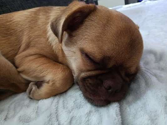 Wo sind die Chihuahua Besitzer ?-Beitrag-Bild