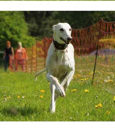 Lachen😀 eure Hunde auch so gerne😂-Beitrag-Bild