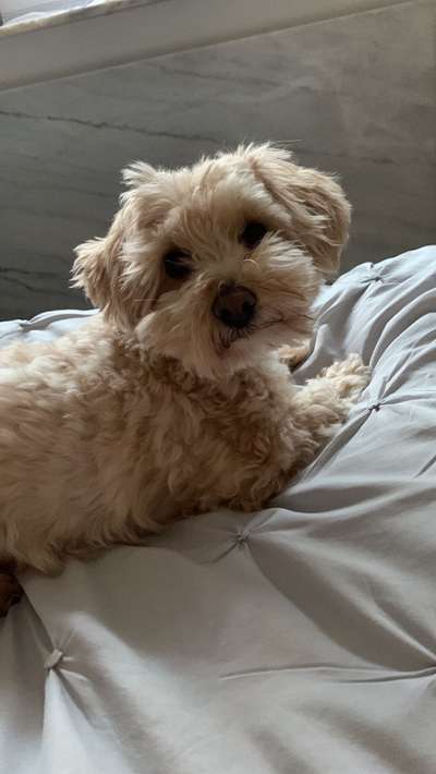 Maltipoo Freunde-Beitrag-Bild