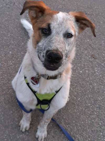 Hundetreffen-Freunde finden zum Spielen, Gassi gehen und auch zum trainieren-Bild