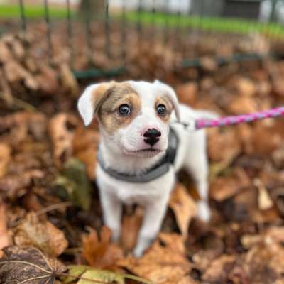 Hundetreffen-Welpentreffen-Bild