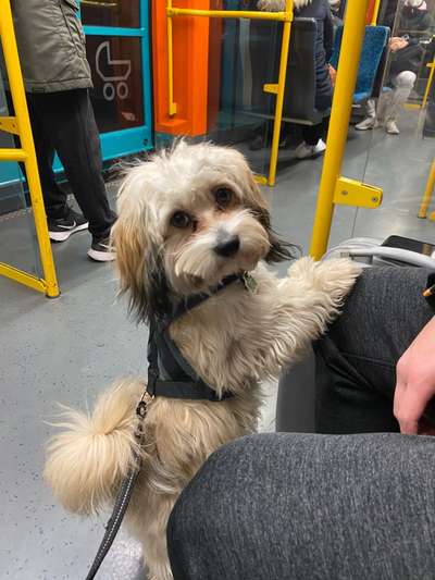 Kleine Hunde ganz Groß-Beitrag-Bild