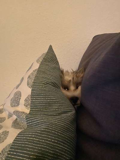 Zeige das lustigste Bild eures Hundis-Beitrag-Bild