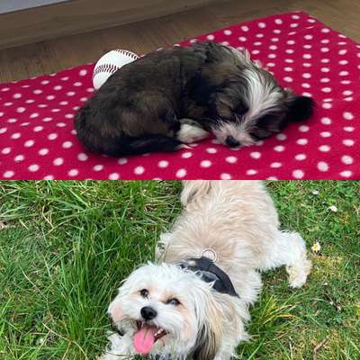 Fellveränderung-Beitrag-Bild