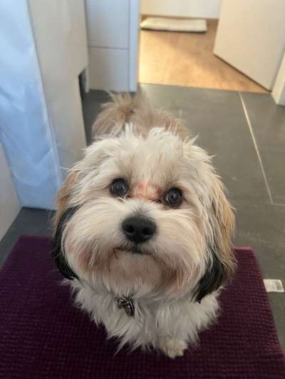 Wie heißt dein Hund?-Beitrag-Bild