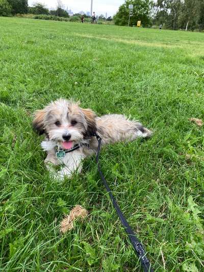 Bolonka Zwetna Freunde-Beitrag-Bild