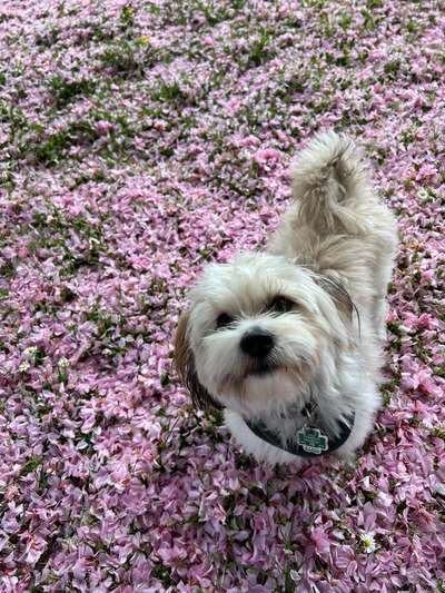 Pekinese/Pekingese-Beitrag-Bild