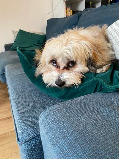 Zeigt her eure Junghunde :)-Beitrag-Bild