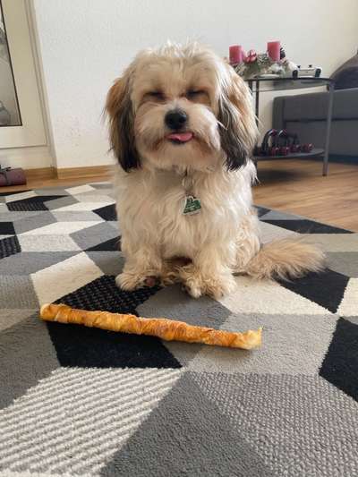 Geschirr für langhaarige Hunde (ohne Verfilzungen)-Beitrag-Bild