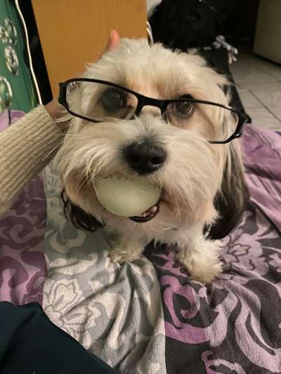 Bild wo euer Hund quatsch macht-Beitrag-Bild