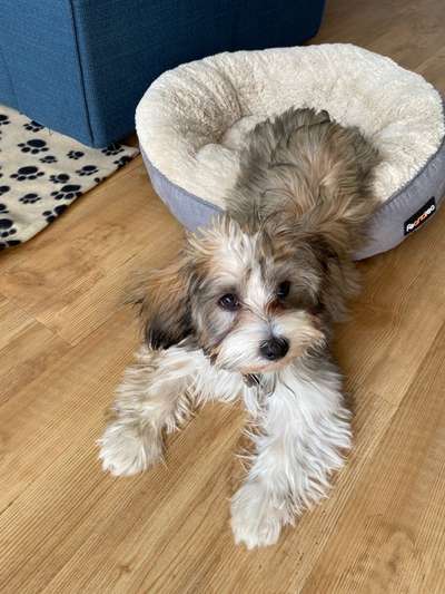 bolonka zwetna 😁-Beitrag-Bild