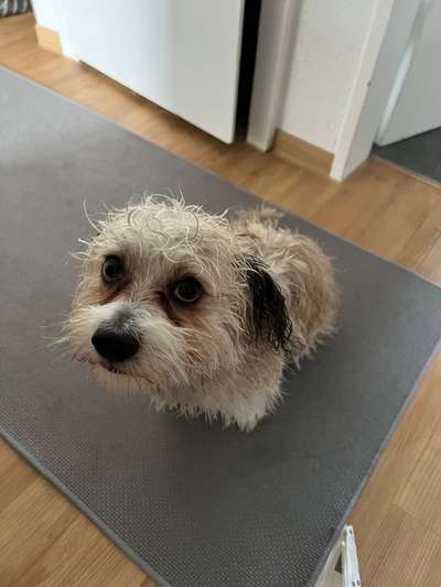 grumpy dog 😅-Beitrag-Bild