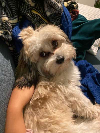 Bolonka Zwetna 🐾-Beitrag-Bild