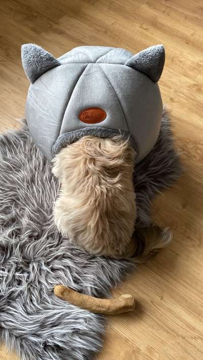 Hund"kreativ" in Szene gesetzt, Fotobomb u.a.-Beitrag-Bild