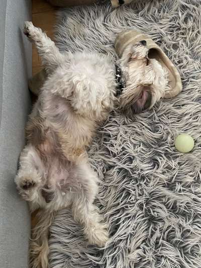 Was machen eure Hunde, wenn sie nicht schlafen?-Beitrag-Bild