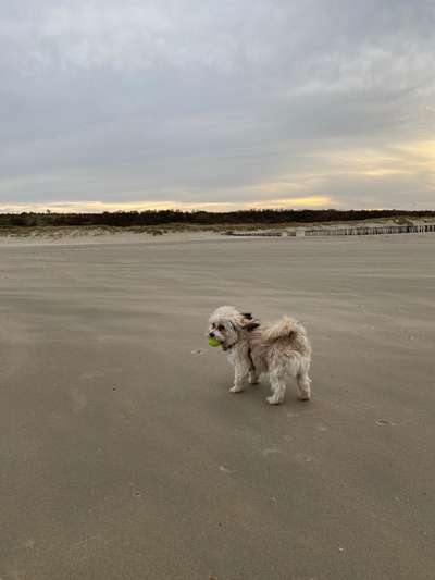 Dogorama Photo Challenge - Tierischer Urlaub-Beitrag-Bild