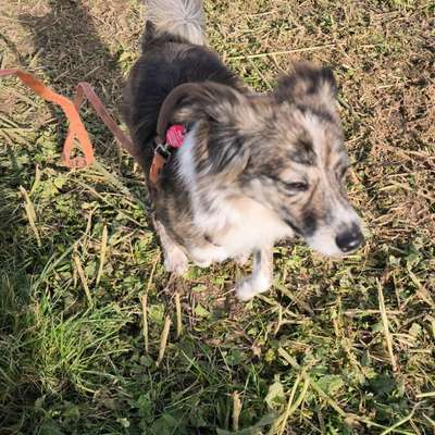 Hundetreffen-Social walk - gemeinsame Gassirunde-Bild