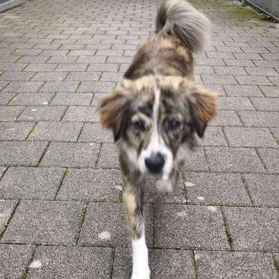 Hundetreffen-Social walk - gemeinsame Gassirunde-Bild