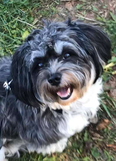 Havaneser dabei?:)-Beitrag-Bild