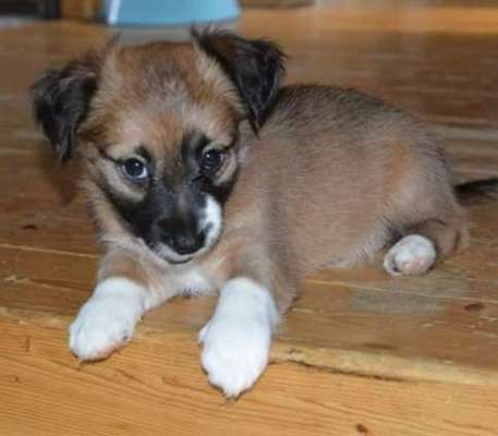 Welpen Bilder !-Beitrag-Bild