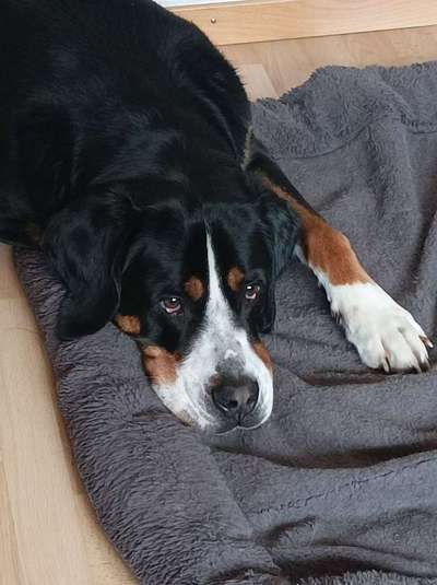 Schweizer Sennenhunde-Beitrag-Bild