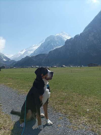 Schweizer Sennenhunde-Beitrag-Bild