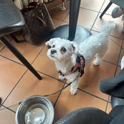 Suchmeldung-Malti-Bild