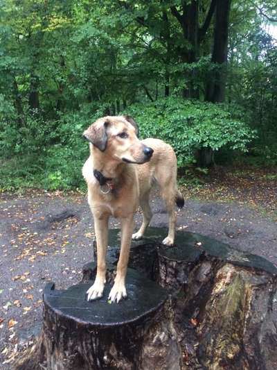 Hunde vom Tierschutzverein 🐕♥️-Beitrag-Bild