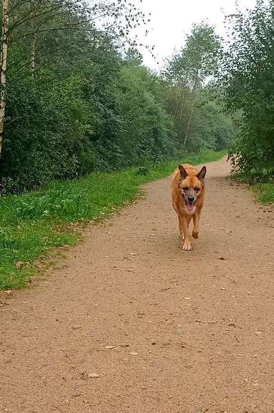 Zeigt mir eure Schäferhund Mischlinge :-)-Beitrag-Bild