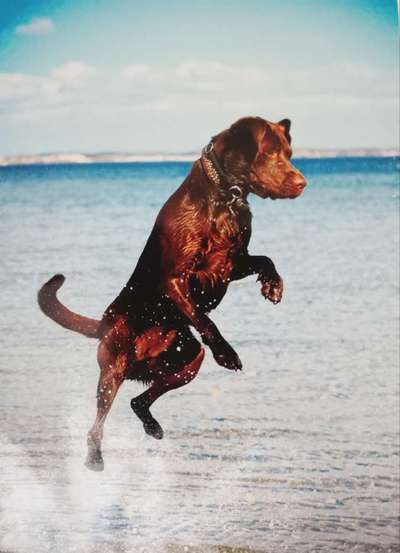 Die Dogorama Wochen Challenge-Beitrag-Bild