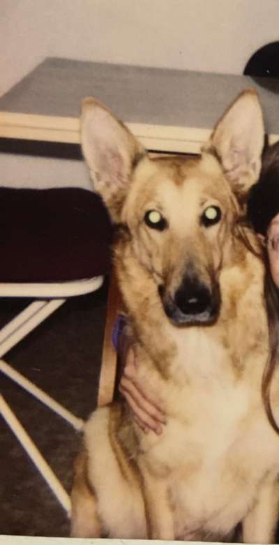 Unsere Fellnasen im Regenbogenland-Beitrag-Bild